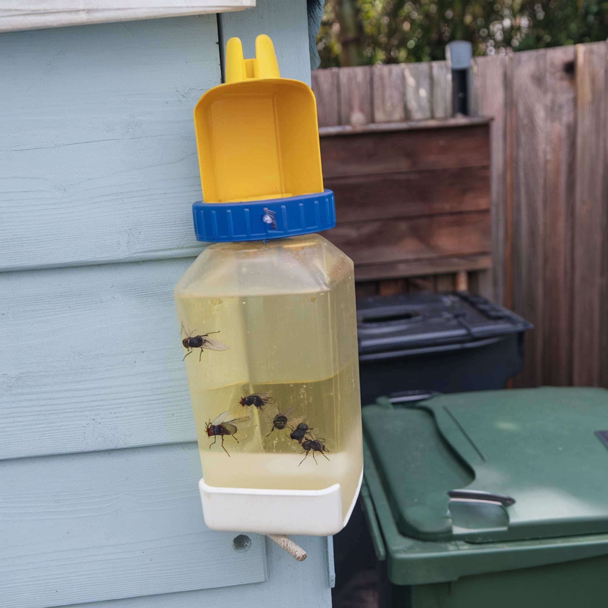 Flies Trapped in Fly Bait Device
