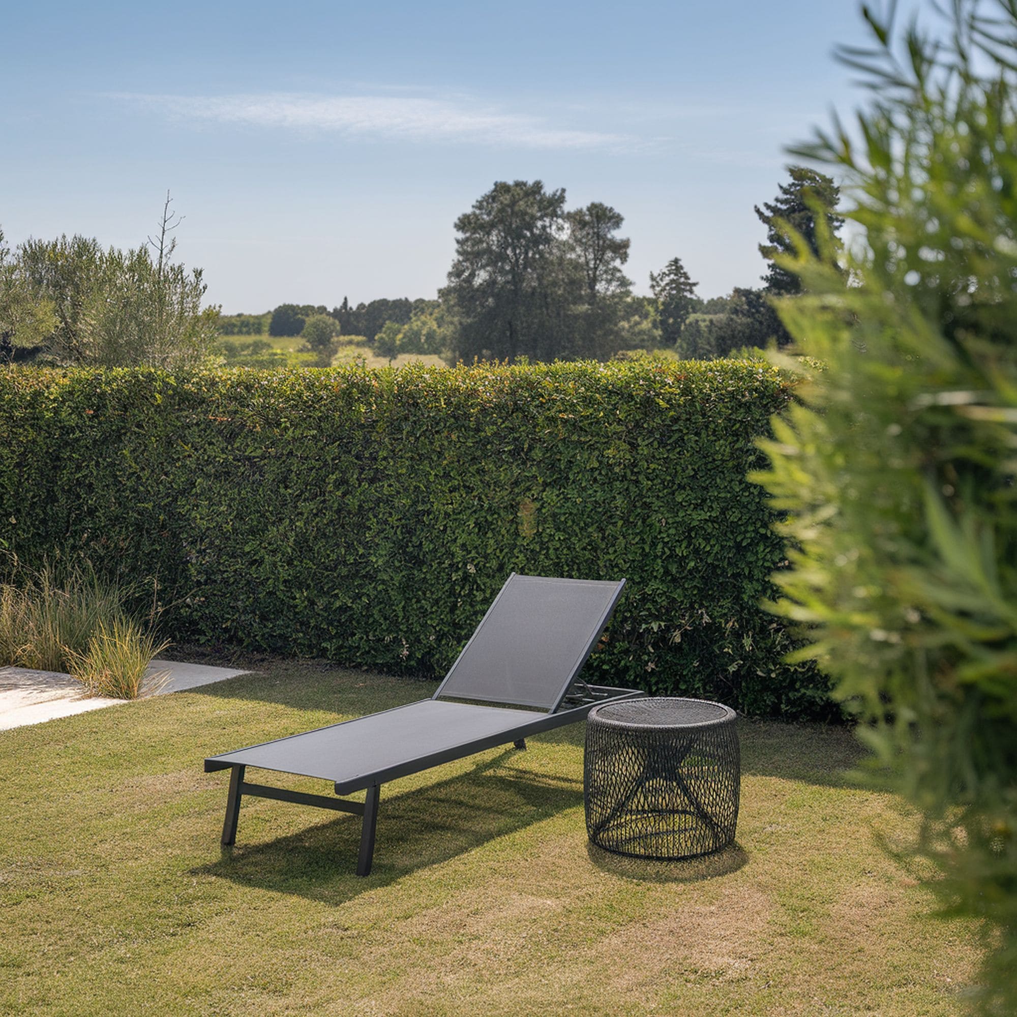 Live Plant Privacy Fence