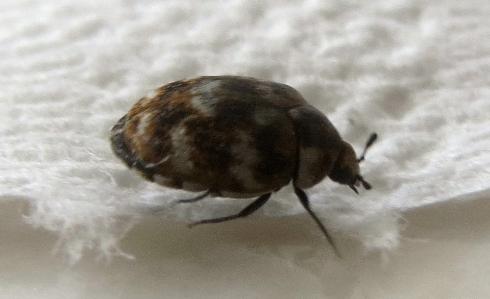 7 Proven Methods to Get Rid of Carpet Beetles