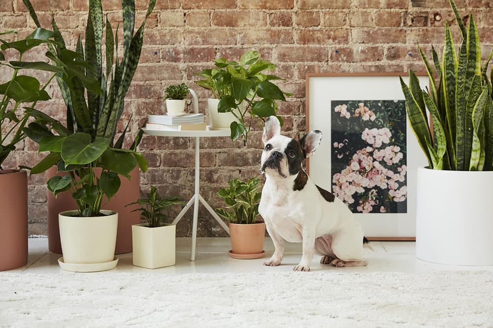 10 Common Plants That Are Safe for Pets