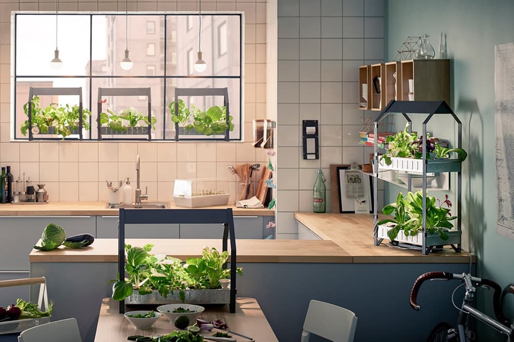 13 Indoor Gardening Mistakes to Avoid