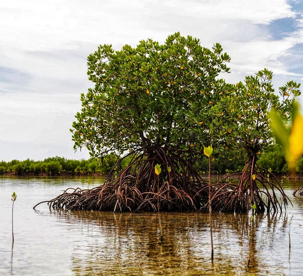 Mangrove Tree