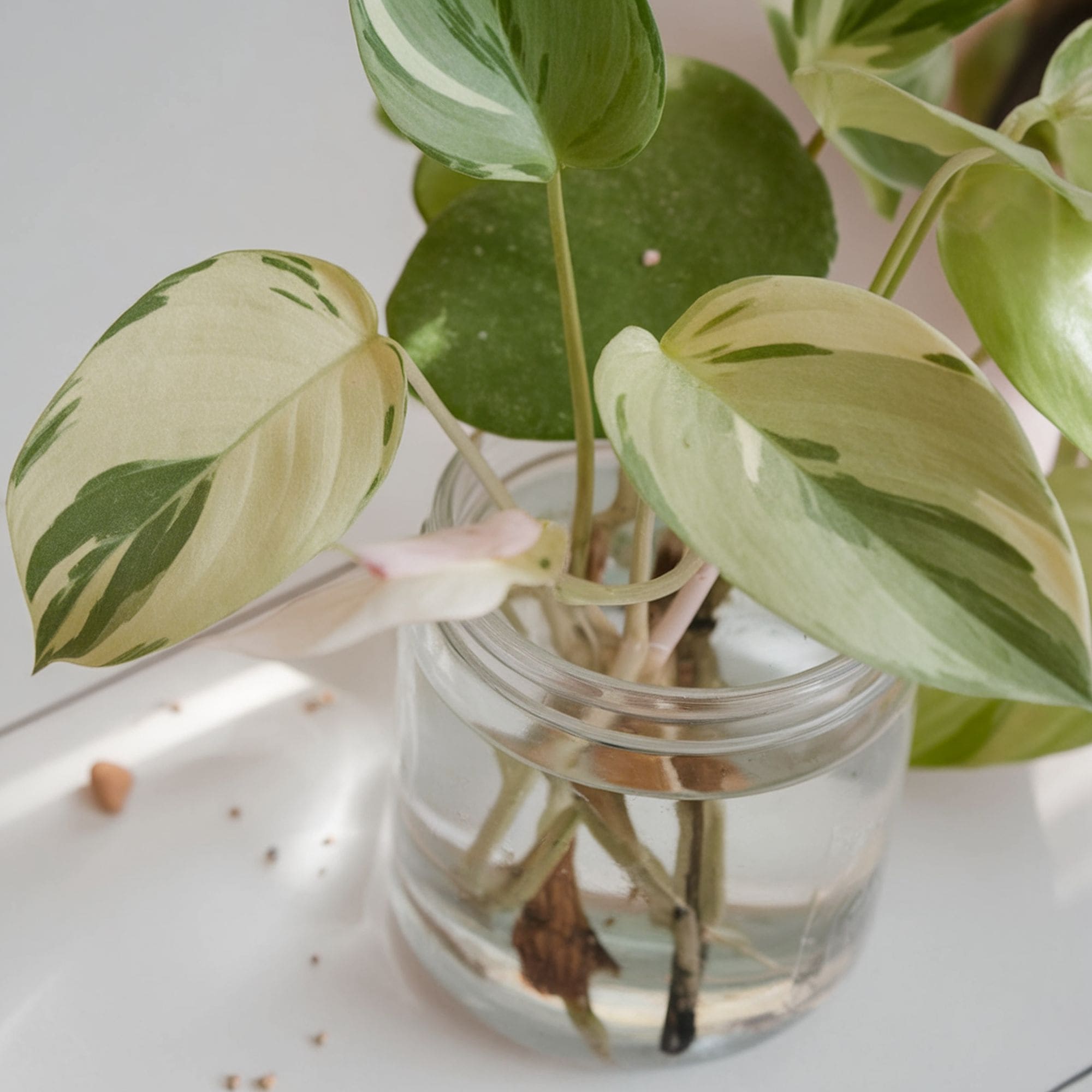 40 Plants, Vegetables and Fruits That Grow in Water