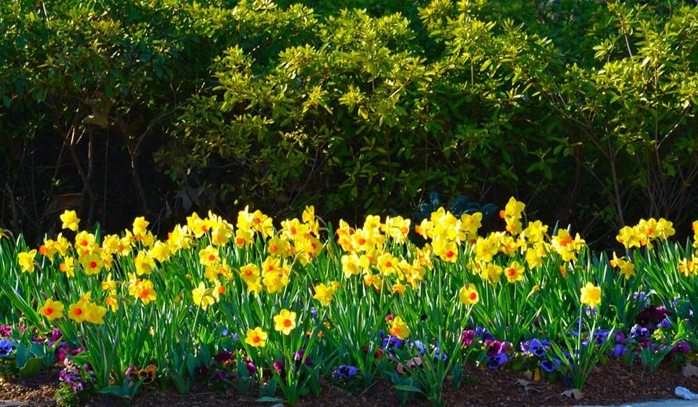 The 11 Best Daffodils for Your Garden