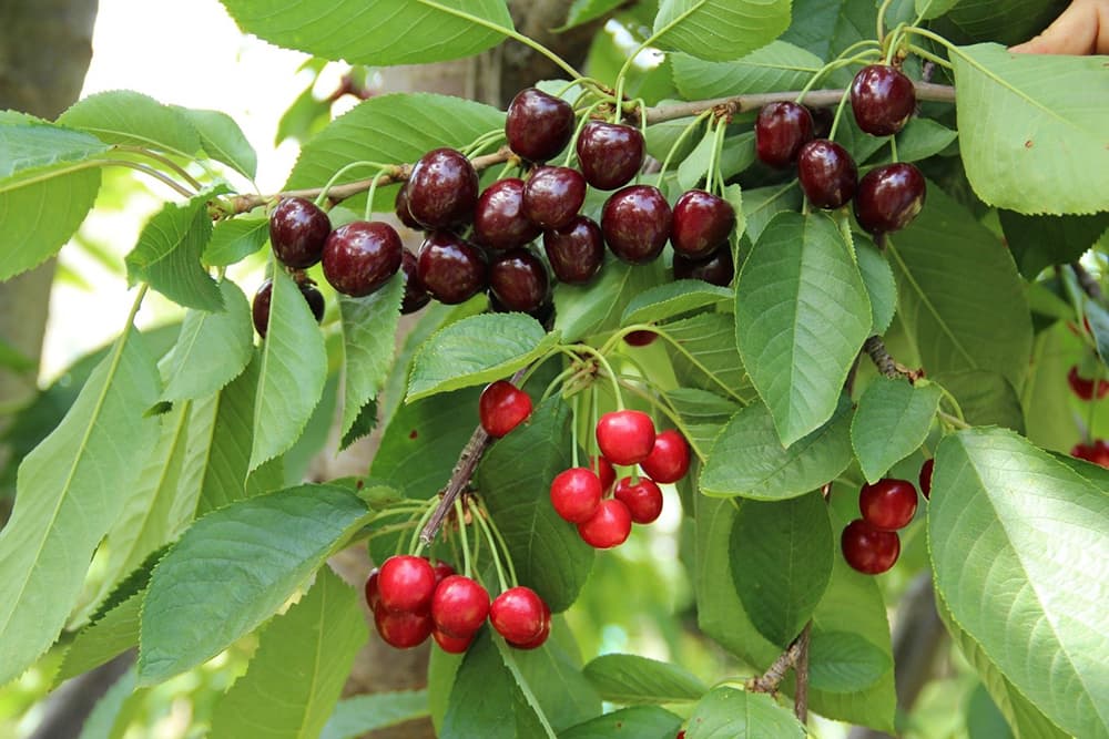 11 Cherry Tree Diseases and How to Treat Them