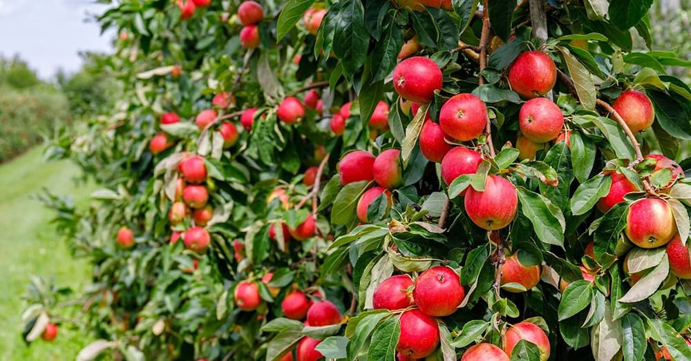 9 Disease-Resistant Apple Tree Species