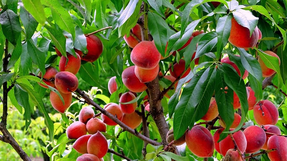 10 Peach Tree Diseases and How to Treat Them
