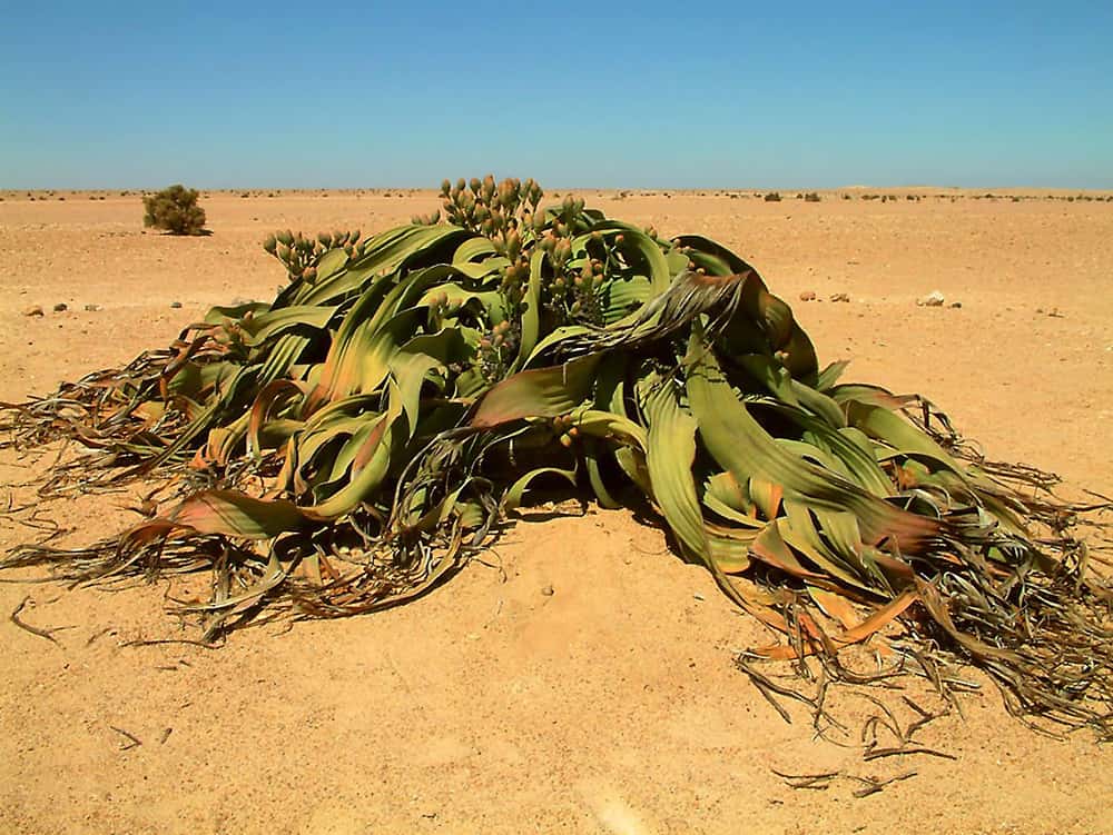 The 18 Most Beautiful Desert Plants