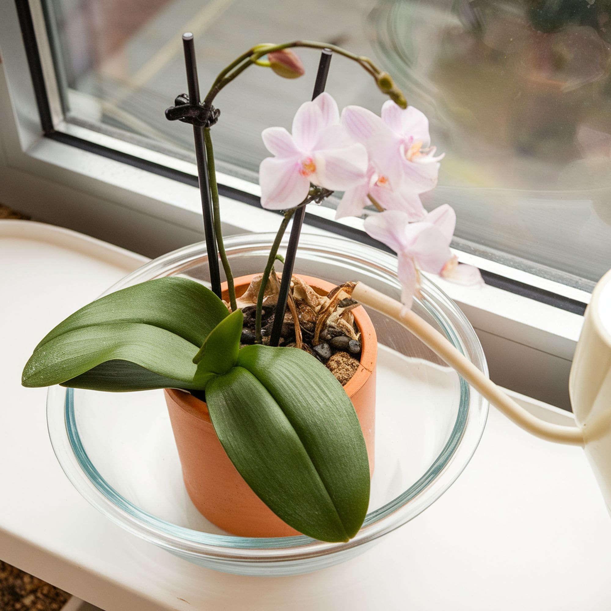 Solved! How to Water Orchids in 6 Steps