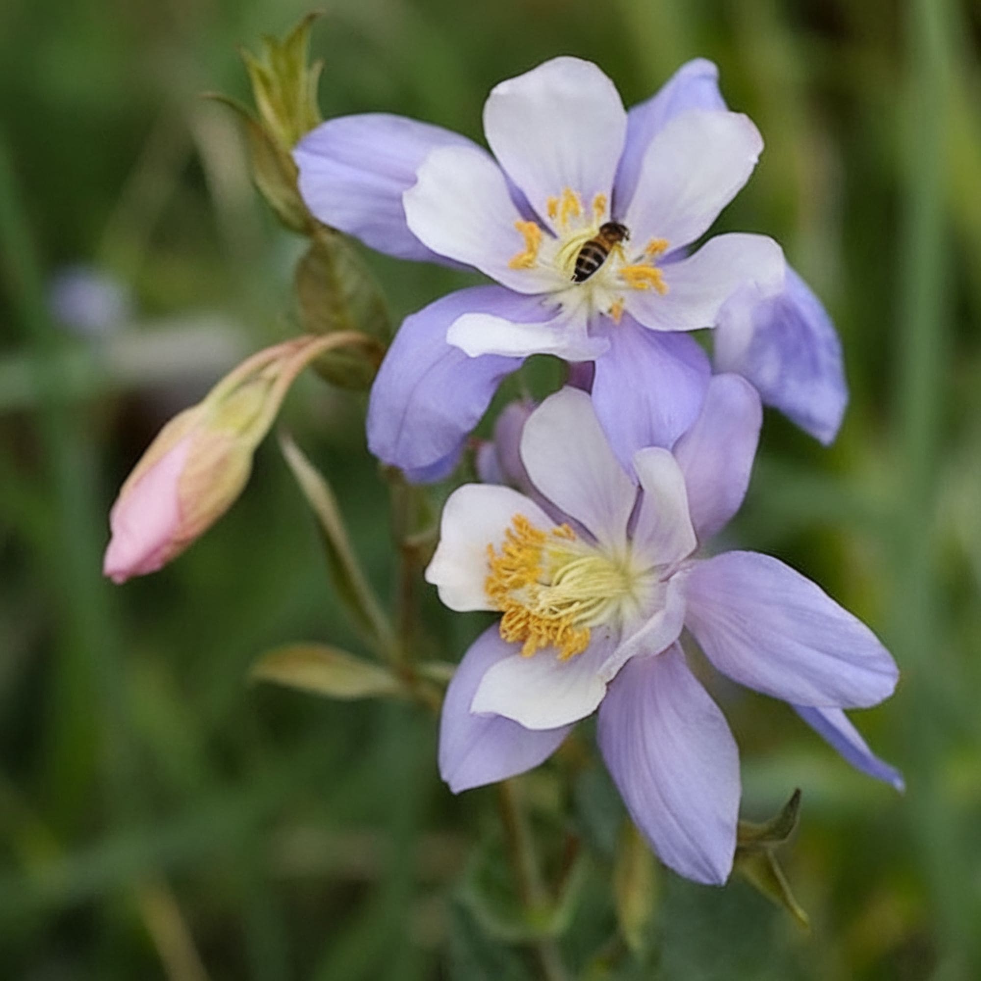 15 Flowers and Plants to Grow in Oregon