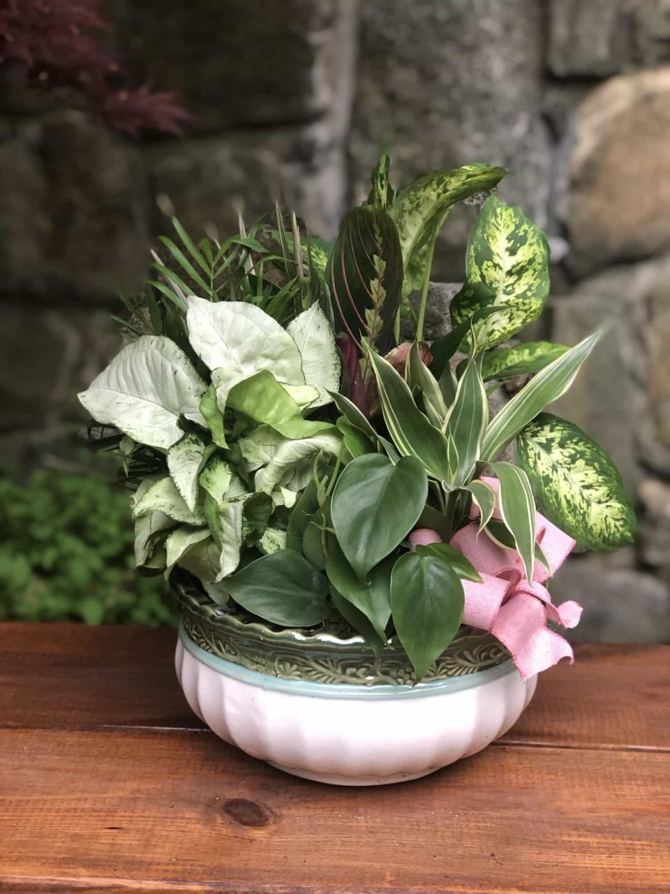 The 12 Best Dish Garden Plants