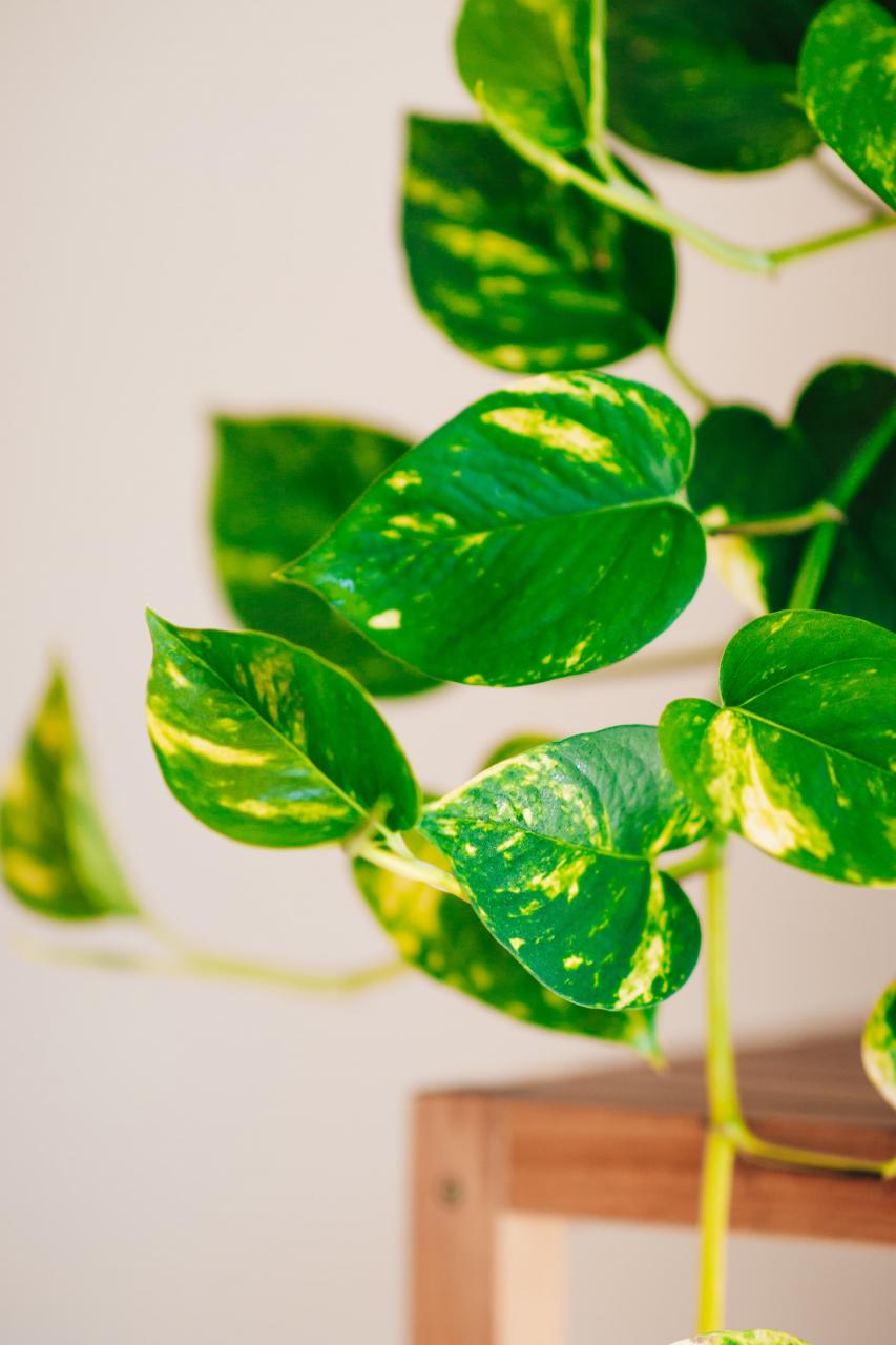 The 10 Best Pothos Plant Varieties