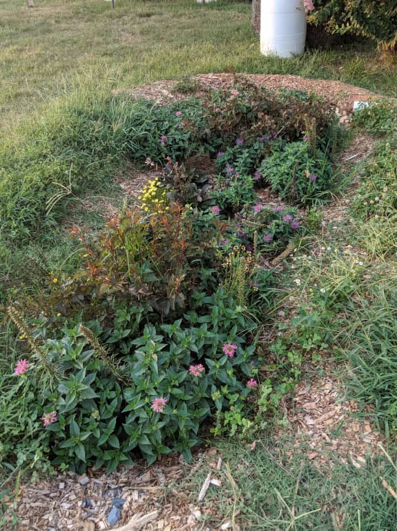 The 10 Best Rain Garden Plants and Flowers