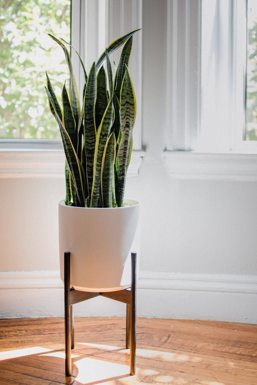 The 12 Best Snake Plant Types