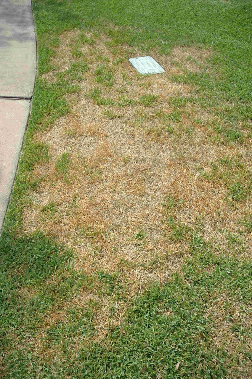 7 Methods to Eliminate Chinch Bugs and Treat Damaged Areas
