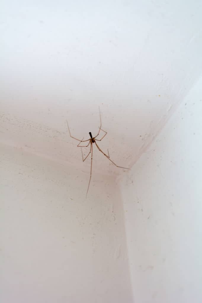 10 Proven Methods to Get Rid of Spiders