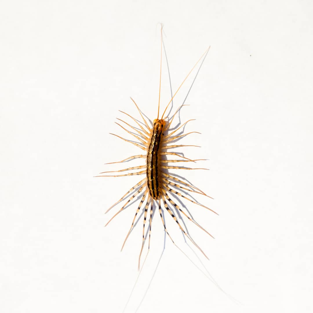 3 Surprising Reasons Why You Shouldn’t Kill House Centipedes