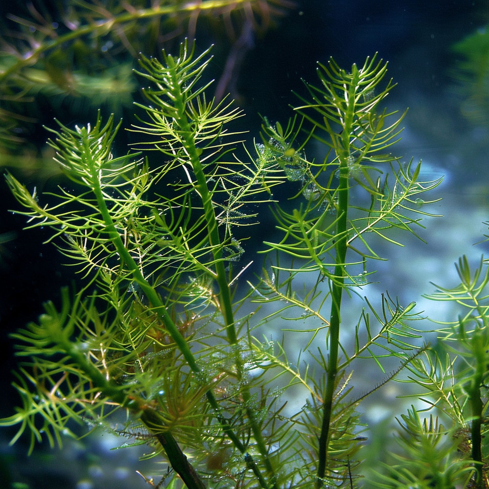 Spiked Water Milfoil Plant