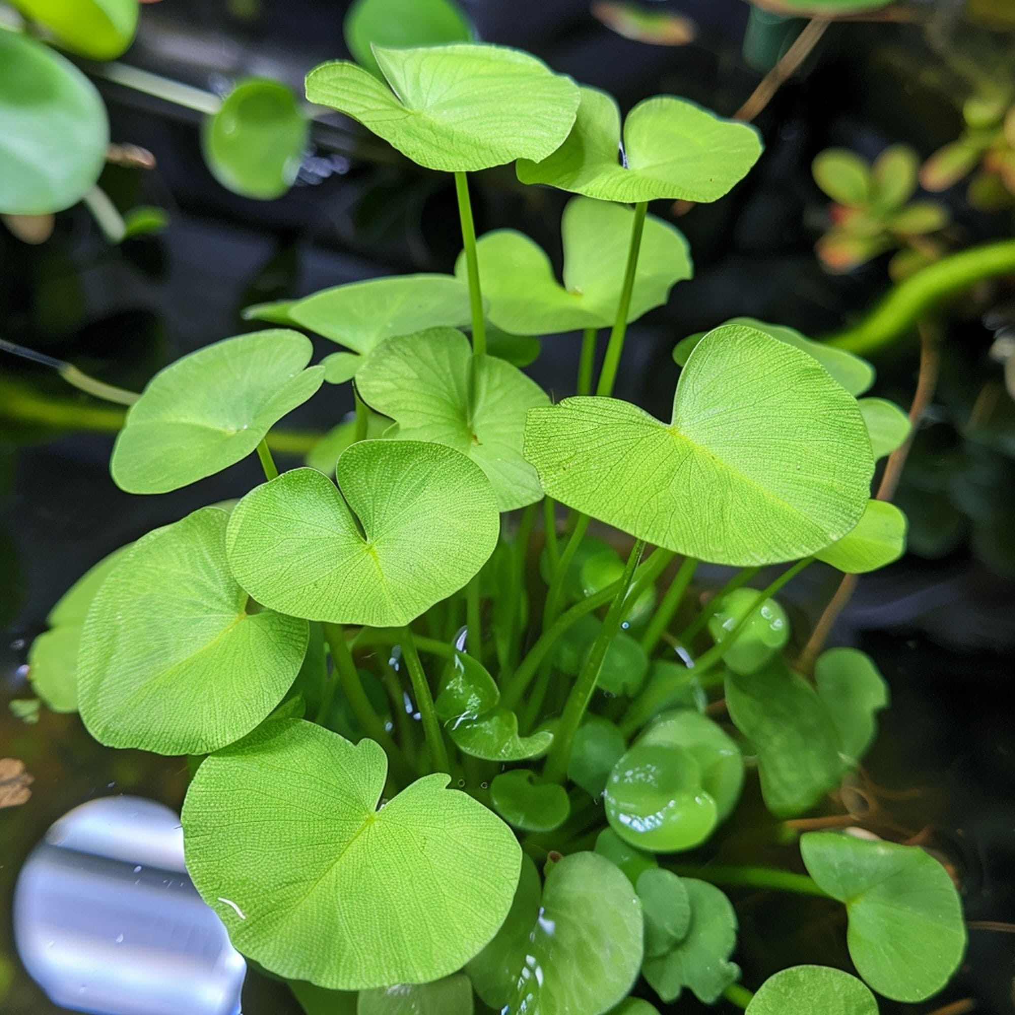 Amazon Frogbit Plant