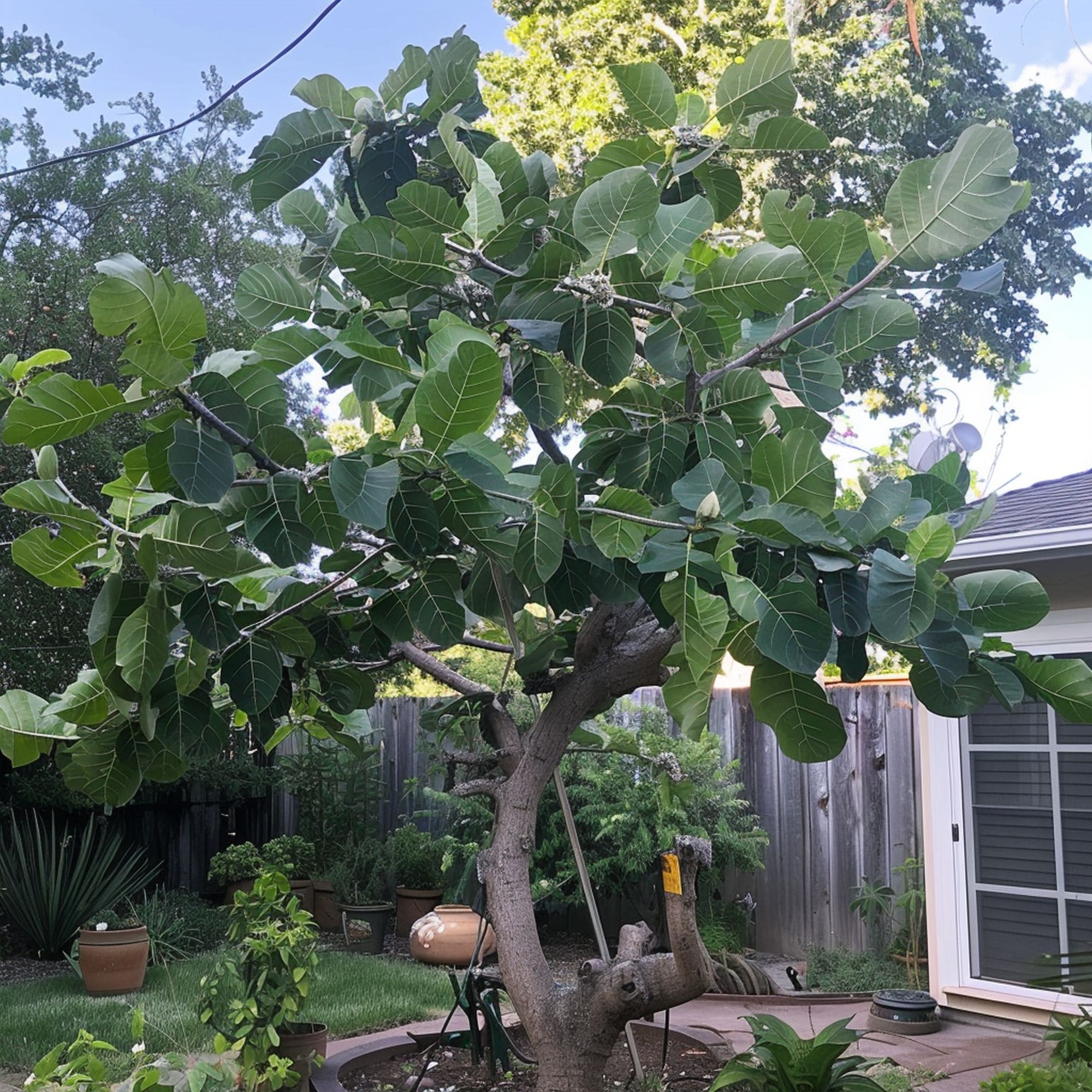 Fig Tree in a Backyard