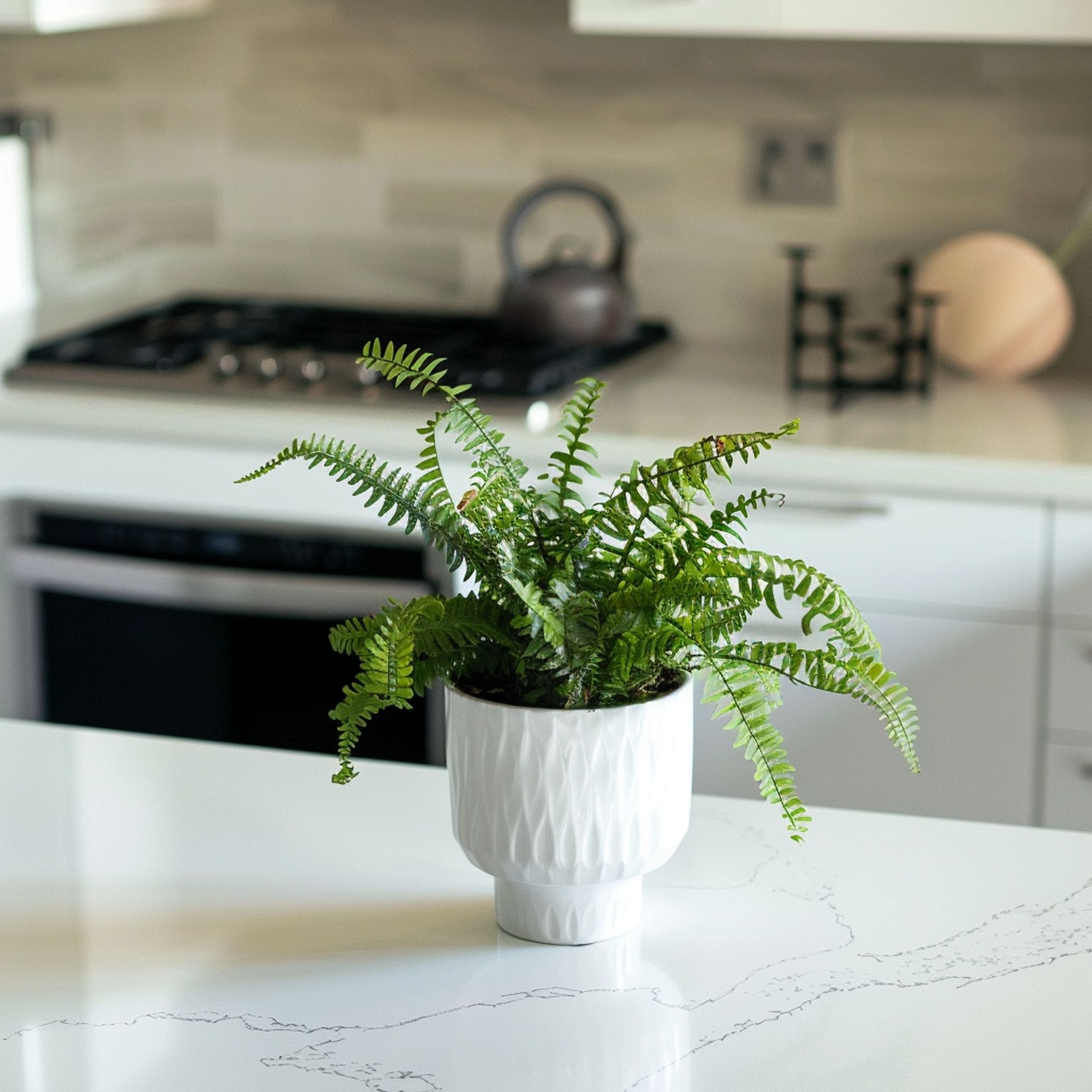 Kimberly Queen Fern on Kitchen Countertop
