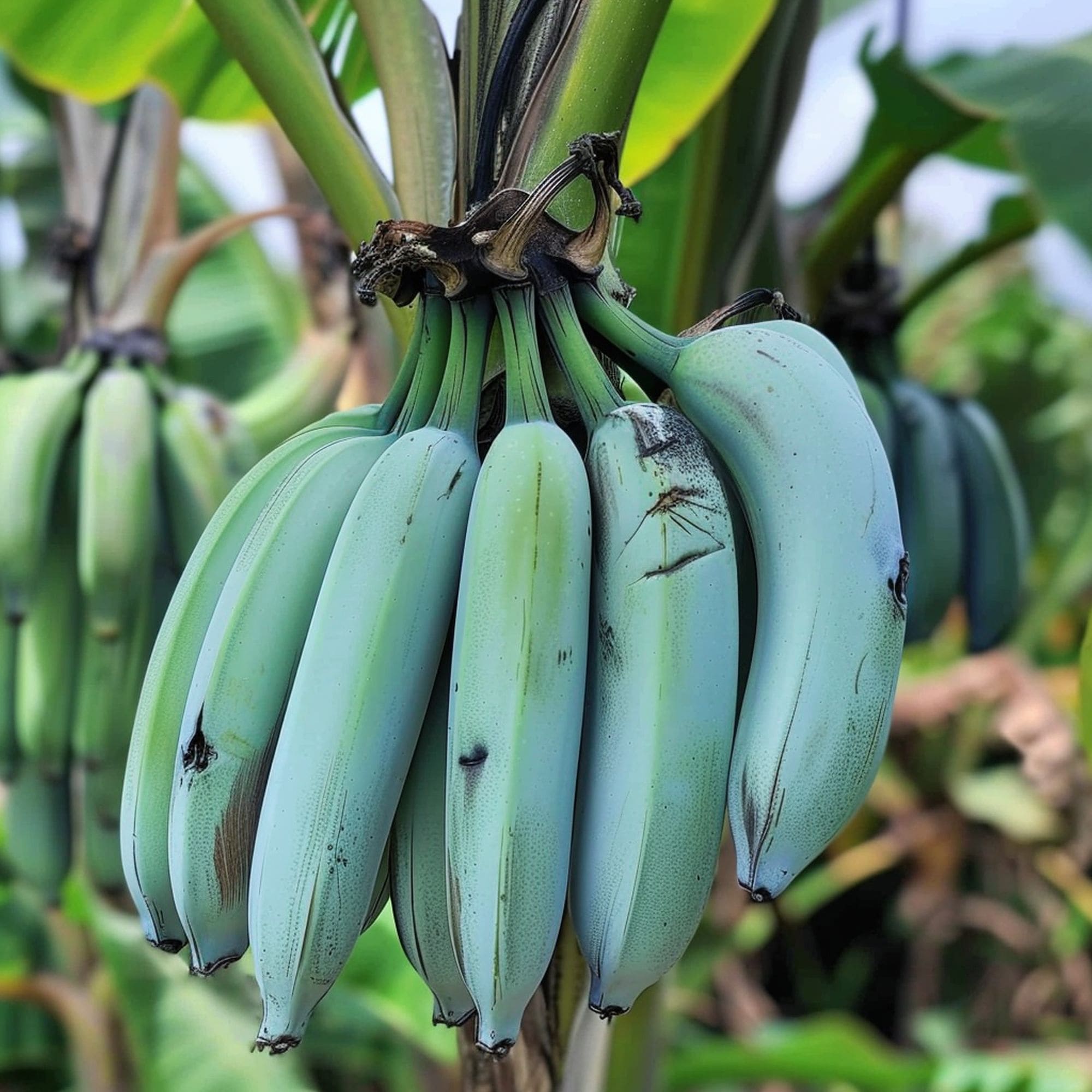 Blue Java Banana Tree