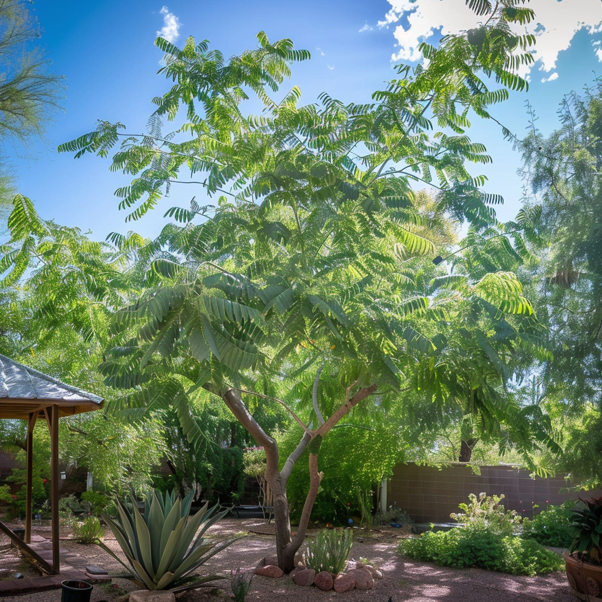 The 10 Best Trees That Grow in Sand