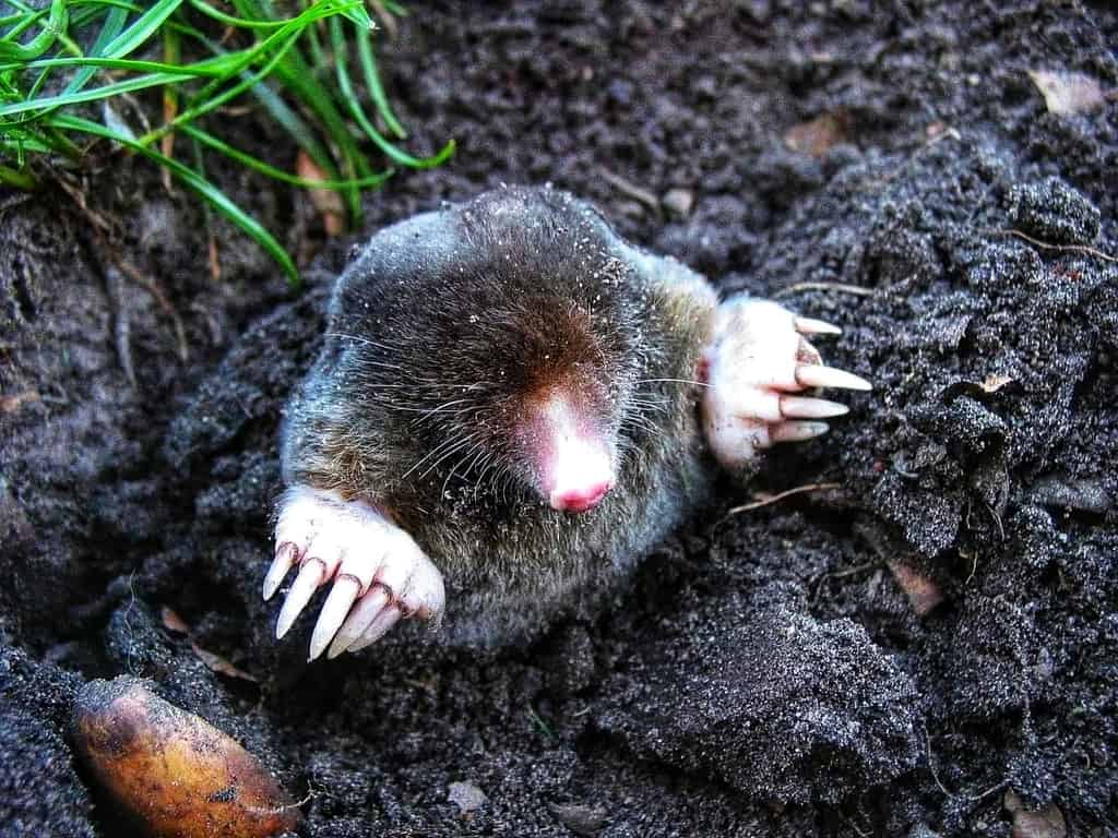 6 Proven Methods to Get Rid of Moles