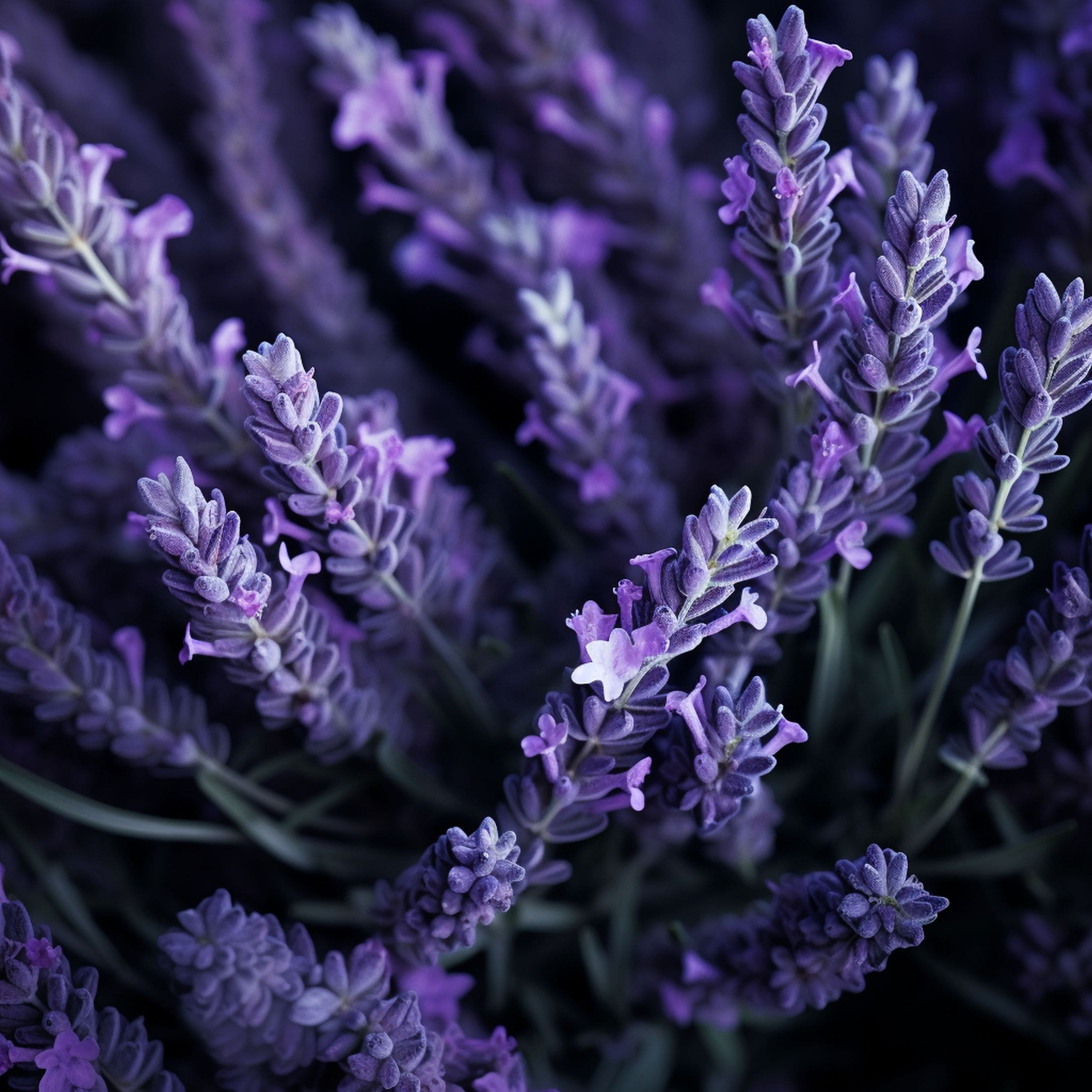 Lavender Plant