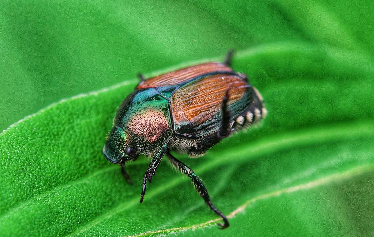 Japanese Beetle
