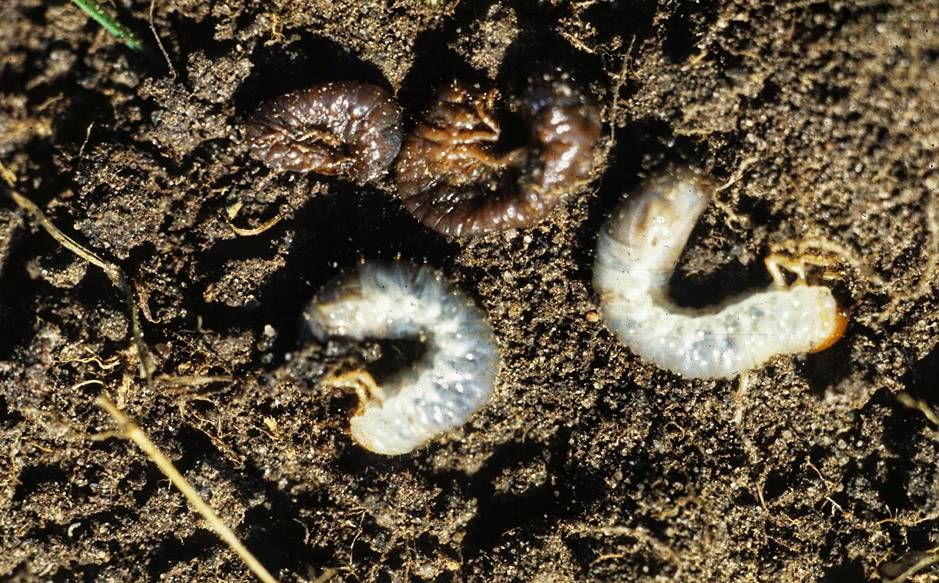 Japanese Beetle Predator