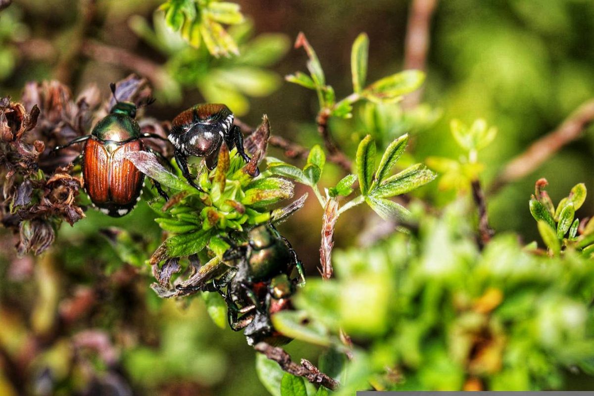 9 Ways to Get Rid of Japanese Beetles