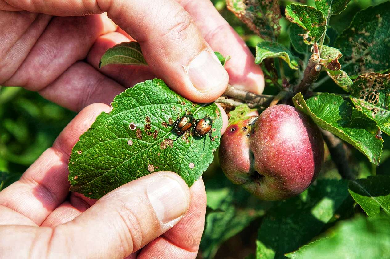 Picking Japanese Beetles By Hand