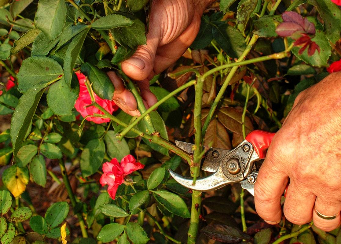 Pruning Roses