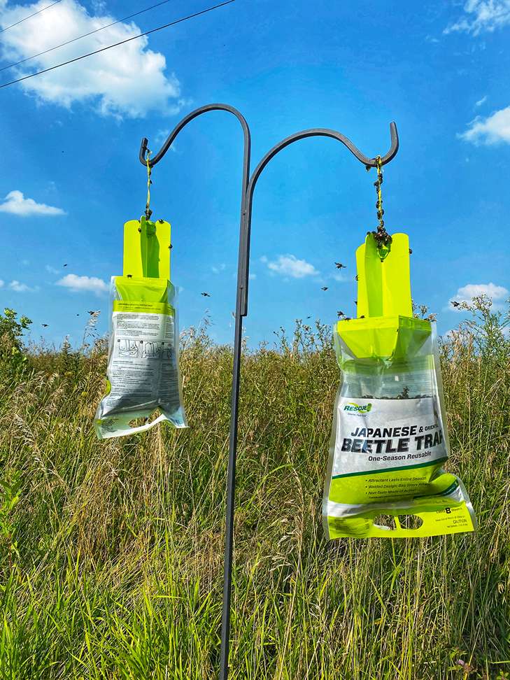 Japanese Beetle Traps