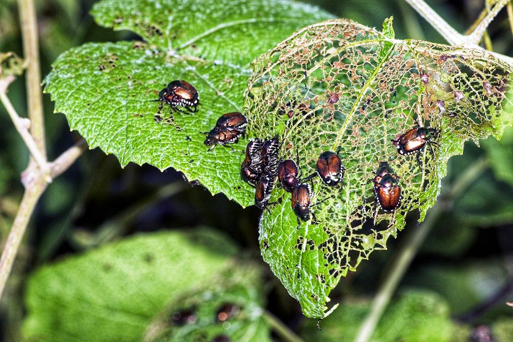 Japanese Beetles