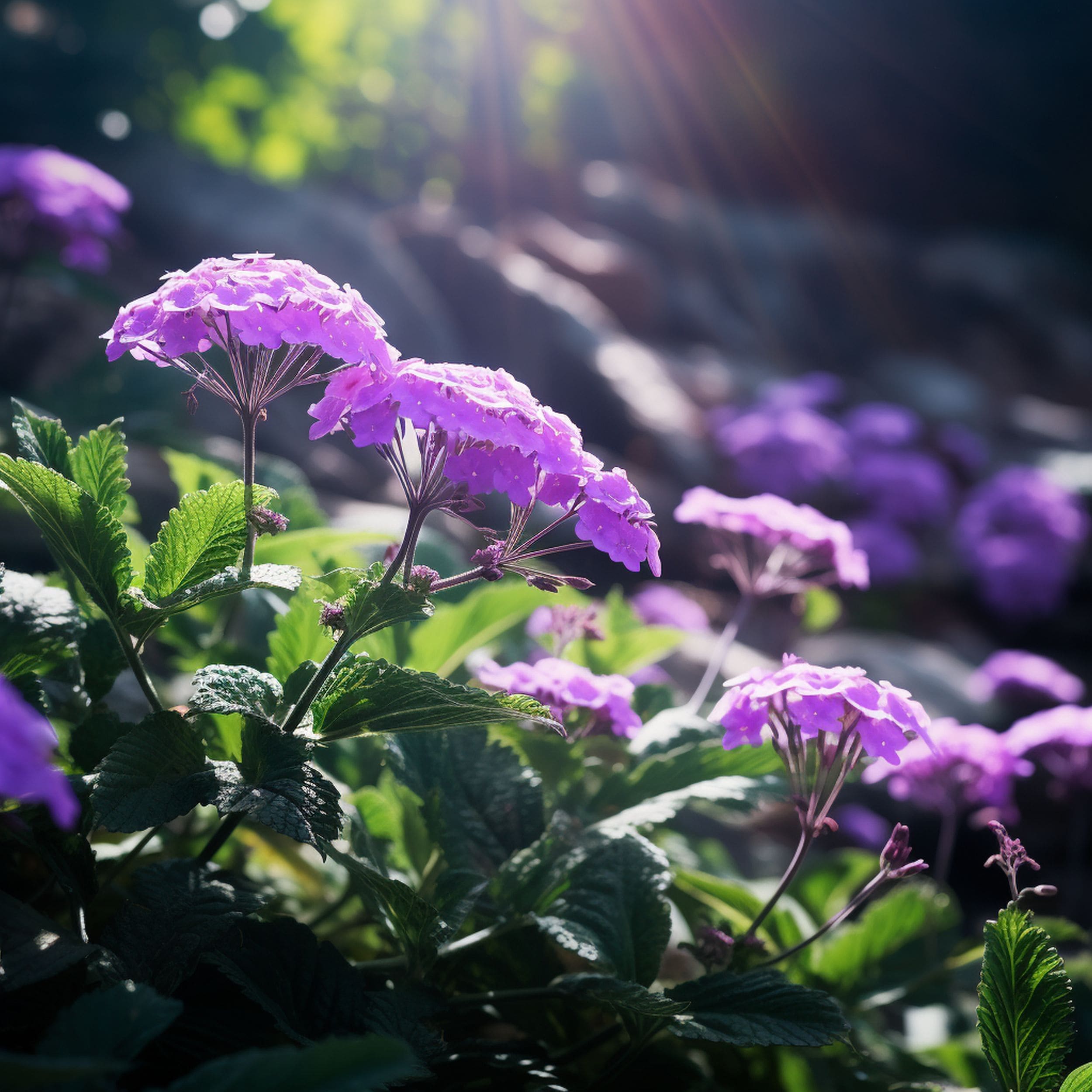 Verbena Plant