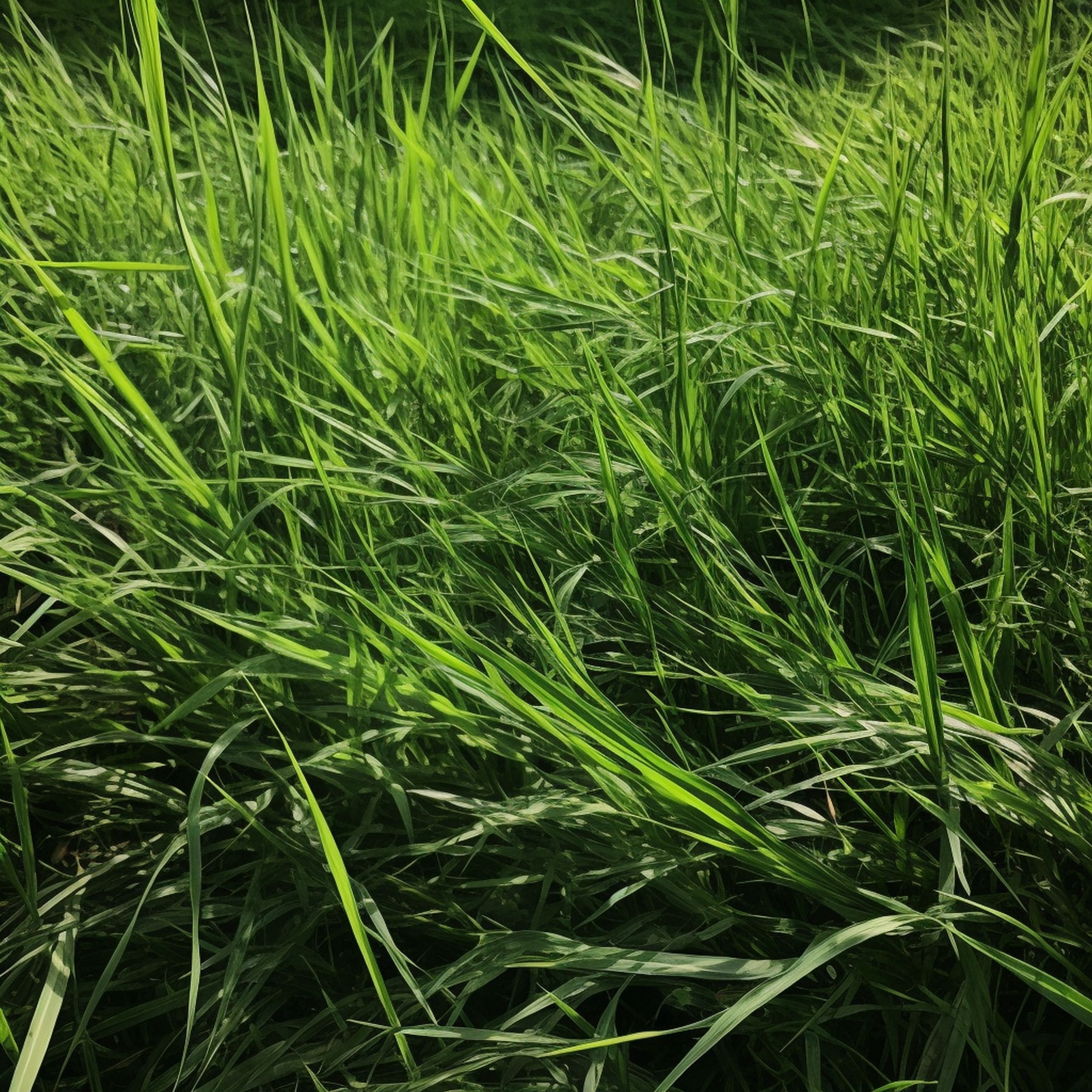 Tall Fescue Grass